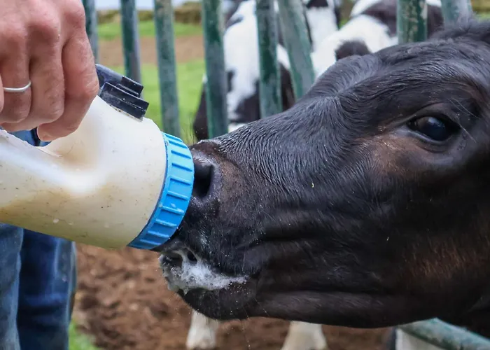 Casa Da Avo Couta Nyaraló Angra do Heroísmo