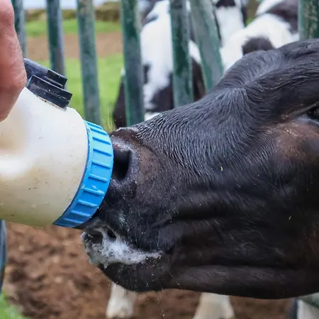 Casa Da Avó Couta Сasa de vacaciones Angra do Heroísmo